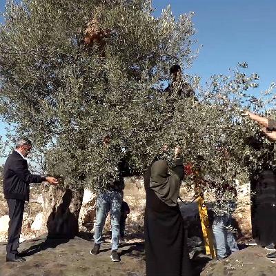 Reviving Ouneh: Palestinians unite against settler attacks Reviving Ouneh: Palestinians unite against settler attacks
