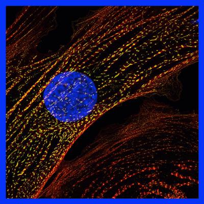 Episode 7 - At the heart of clinical genetics
