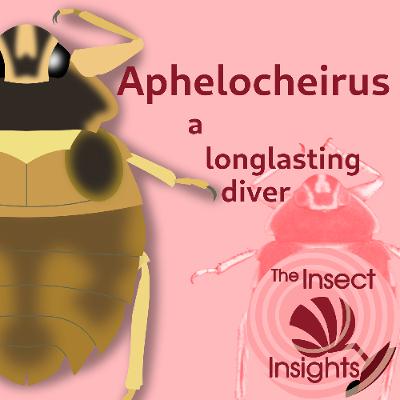 Aphelocheirus, a longlasting diver Aphelocheirus, a longlasting diver