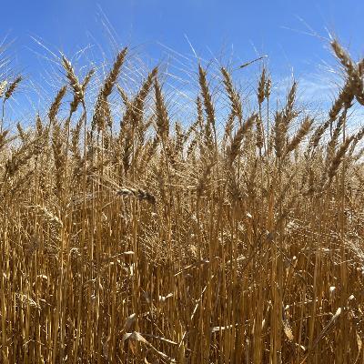 Afternoon Ag News, October 15, 2025: North Dakota farmer takes part in trade mission to Japan