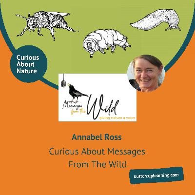 Curious About Messages From The Wild