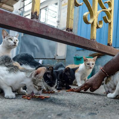 Zukunft - Für ein anderes Miteinander von Tier und Mensch