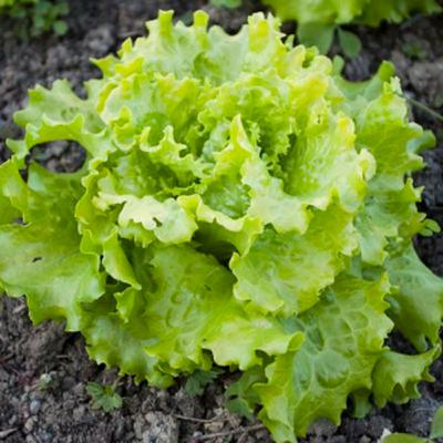 How Long Does Lettuce Take to Grow? Complete Growing Timeline Guide from Bloom Ranch of Acton's Gardening Experts