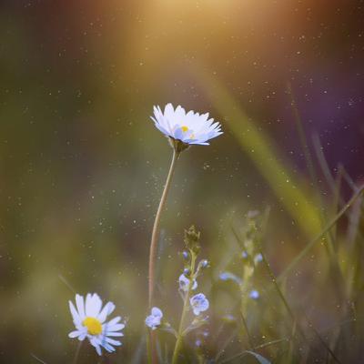 Kajian Kitab Bidayatul Hidayah Kajian Kitab Bidayatul Hidayah