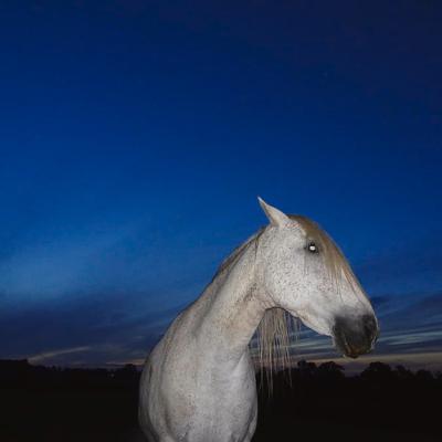 Paranormal stories part 6 :Ghost Horse
