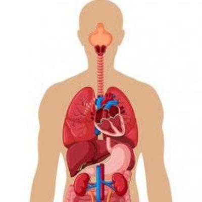 Temperatura y electricidad en el cuerpo humano
