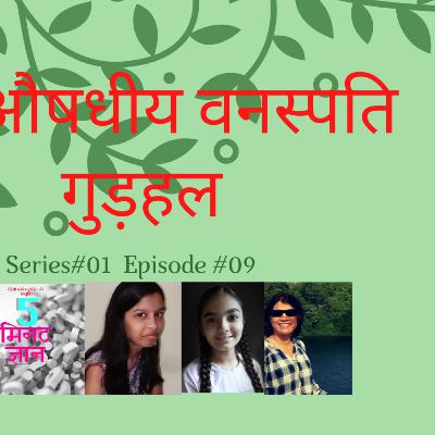 औषधीय वनस्पति : गुड़हल  (Medicinal Plants : (Hibiscus)