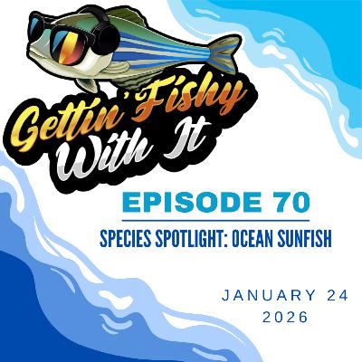 Species Spotlight: The Ocean Sunfish
