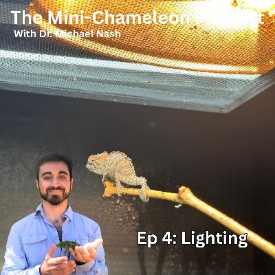 Lighting Mini Chameleons