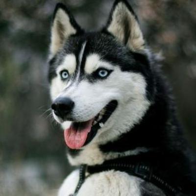 Podcast sobre la novela "Los Ojos del Perro Siberiano". Podcast sobre la novela "Los Ojos del Perro Siberiano".