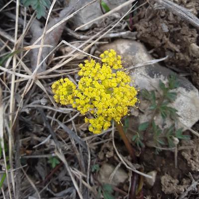 Biscuitroot (Lomatium cous)