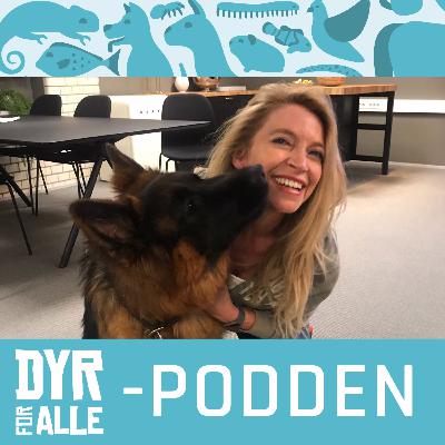 Kjendisveterinær Trude Mostues tips til fremtidige hundeeiere