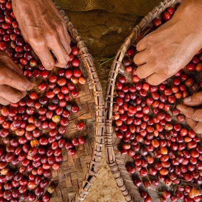 Tudo o que você precisa de saber sobre os cafés especiais!