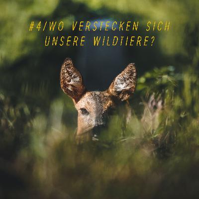 #4 | Wo verstecken sich unsere Wildtiere?