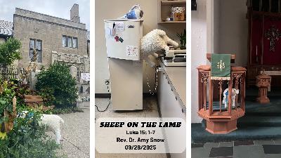 Sheep on the Lamb
