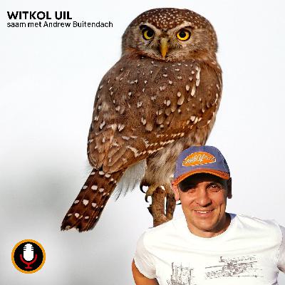 God in die Witkol Uil