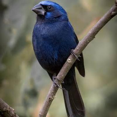 Ultramarine grosbeak (Azulão) Ultramarine grosbeak (Azulão)