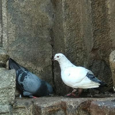 ৰুণ। কবি আৰু কবিতাঃ মায়াশ্ৰী দেৱী