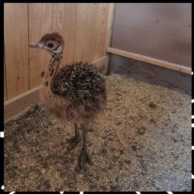 RTVV 97 À la rencontre des plus gros oiseaux terrestres du monde: les autruches