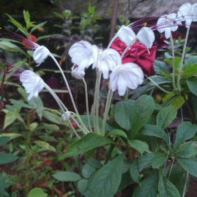 ശുഭചിന്തകൾ