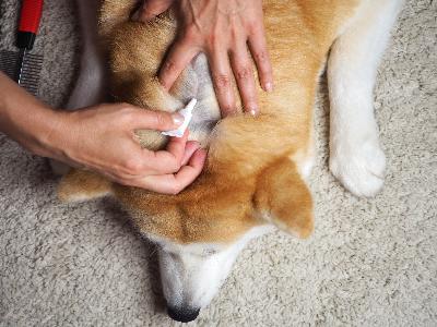 Podcast: Supersonic flight, toxic pet treatments and fighting TB with maths Podcast: Supersonic flight, toxic pet treatments and fighting TB with maths