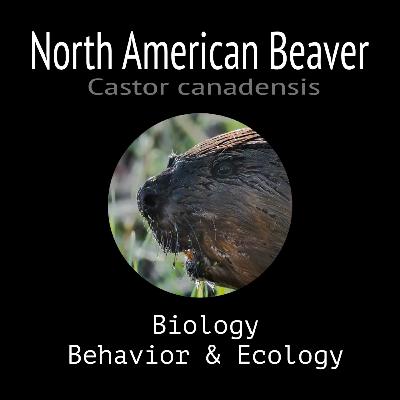 North American Beaver - Biology, Behavior and Ecology