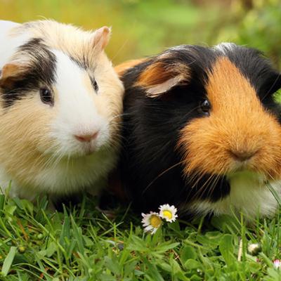 nibbles & nugget interview