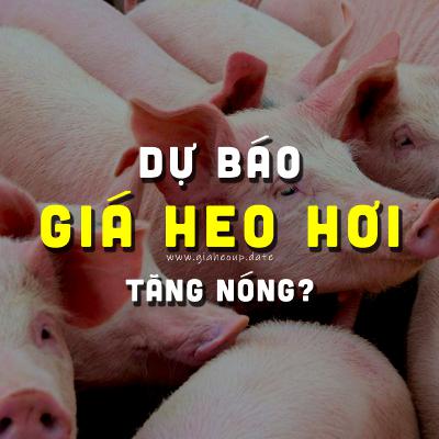 DỰ BÁO GIÁ HEO HƠI NGÀY MAI 8/1/2026 ▶ TĂNG NÓNG? ĐỘNG THÁI TỪ ÔNG LỚN CHĂN NUÔI... #GIAHEOHOI