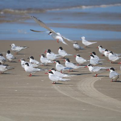 Episódio 21 - Os incríveis Charadriiformes