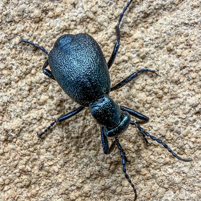 #33—Bees, Butterflies, Beetles: The “Bugs” Of Winter (Frogs, Too)