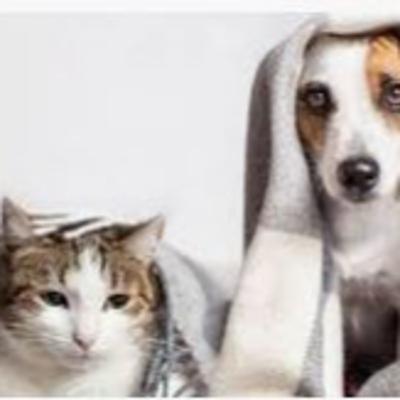 NUESTRAS MASCOTAS - PARTE I NUESTRAS MASCOTAS - PARTE I