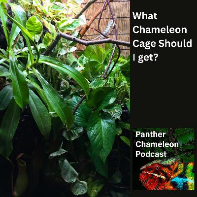 What Chameleon Cage Should I Get? What Chameleon Cage Should I Get?