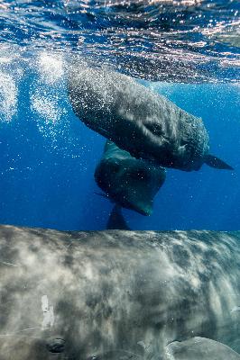 Can AI help us talk to whales?