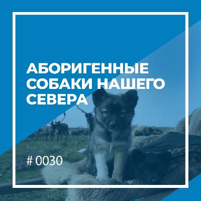 Аборигенные собаки нашего Севера Аборигенные собаки нашего Севера