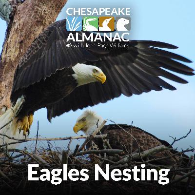 February: Eagles Nesting
