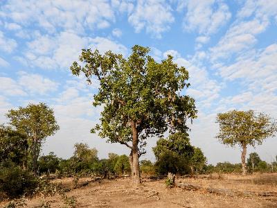 The Ancient Lesson of the Sabretooth: Why Distraction in the Wild Is a Death Sentence.
