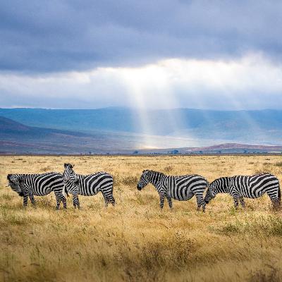 Ep 13. Tanzania - Tribal Culture, Shamanism & The Lion King Ep 13. Tanzania - Tribal Culture, Shamanism & The Lion King