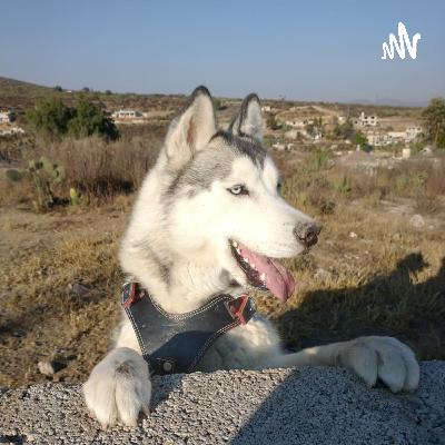 Husky Aprende Conmigo (Trailer)