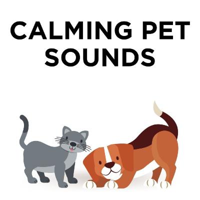 Calming Sounds for Dogs, Cats, Pets (Rain Sounds)