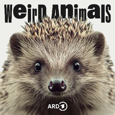 Igel - Ist unsere Hilfe tödlich?