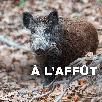 Surpopulation de sanglier : Comment en est-on arrivé là ?
