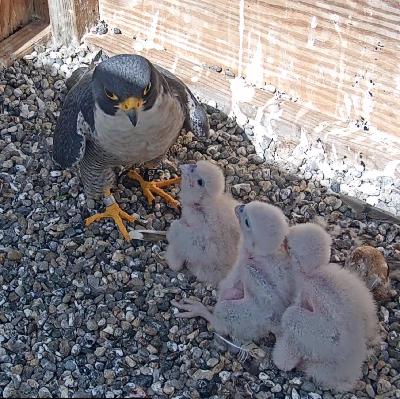 Cal Falcons Chat in 2020 About Annie and Grinnell