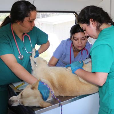 Cap 4. Manejo de la salud animal Cap 4. Manejo de la salud animal