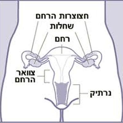 משחקות באש תחת אש- תמר אוחנה חלק שני על איברי הגוף הנשי