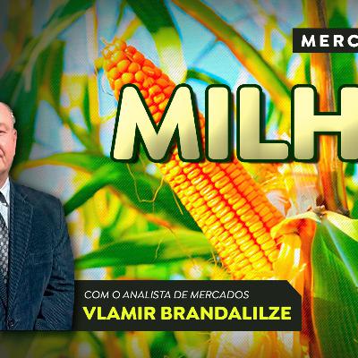 Produtores de milho já operam vendas da safrinha