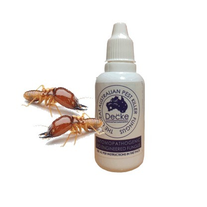 Why Choose Decke’s Termite Control Solution in 2022