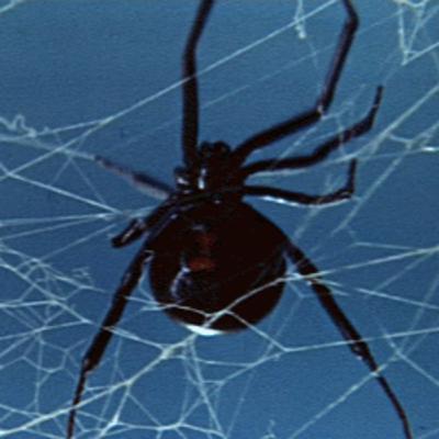 Ep 64: Black Widow spider bites! Ep 64: Black Widow spider bites!