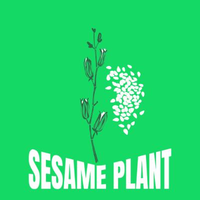 The Sesame Plant | Green Tales The Sesame Plant | Green Tales