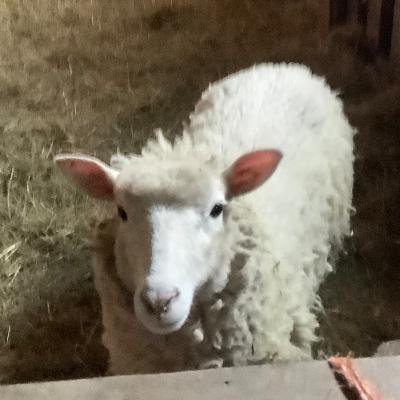 Skirting The Wool Skirting The Wool