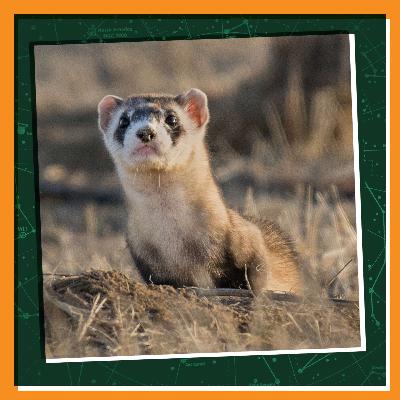 Bringing Back the Black-Footed Ferret